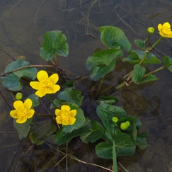 Blatniak močiarny č. 2 - Caltha palustris