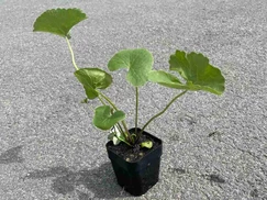 Blatniak močiarny č. 2 - Caltha palustris