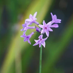 Cesnaková tráva č. 139 - Thulbachia violacea 
