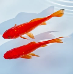 Červenica 7-10 cm nádrž č. 22