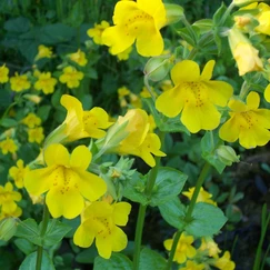 Kane škvrnitá č. 47 - Mimulus guttatus 