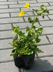 Kane škvrnitá č. 47 - Mimulus guttatus 