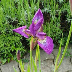 Iris (modrý) č. 72 - Iris louisiana Blue