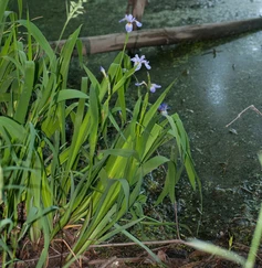 Iris versicolor č. 6 - Iris versicolor