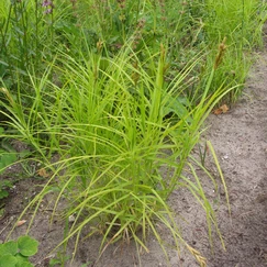 Ostrica muskingumská č. 21 - Carex muskingumensis 