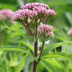 Sadenice konope č. 57 - Eupatorium cannabinum