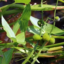 Vodnár obyčajný č. 40 - Sagittaria sagittifolia