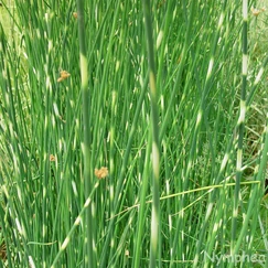 Plavčík jazerný č. 36 - Schoenoplectus lacustris "Zebrinus"