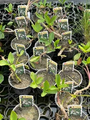 Menyanthes trifoliata - Vachta trojlistá