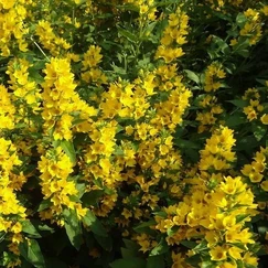 Lysimachia punctata - Lysimachia punctata č. 51