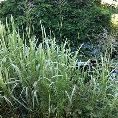 Glyceria maxima "Variegata" - Glyceria maxima "Variegata"
