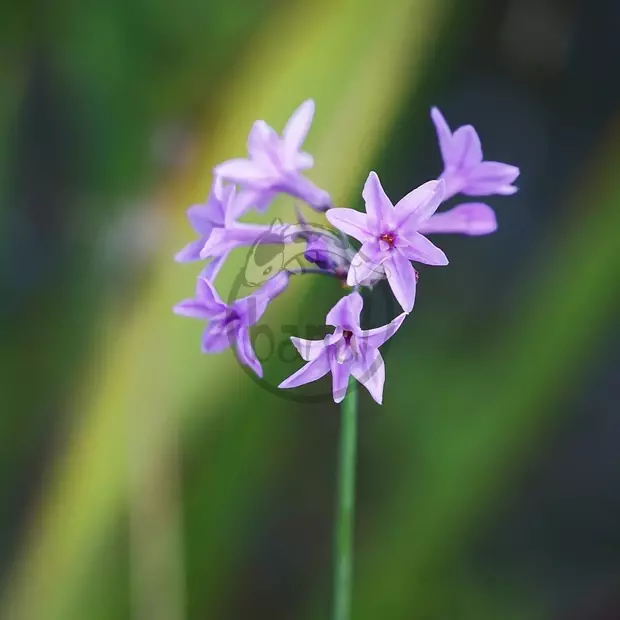 Cesnaková tráva č. 139 - Thulbachia violacea 