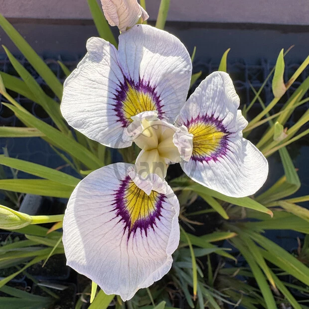Iris č. 116 - Iris pseudata Himebotaru