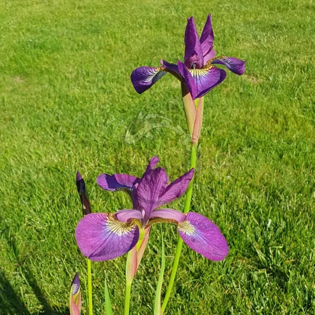 Iris (modrý) č. 72 - Iris louisiana Blue