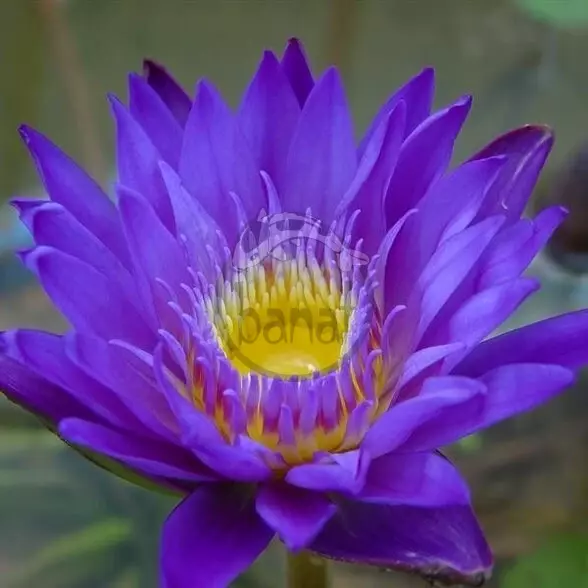Konvalinky č. 140 - Nymphaea King of the Blues