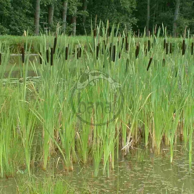 Konvalinka č. 30 - Typha latifolia