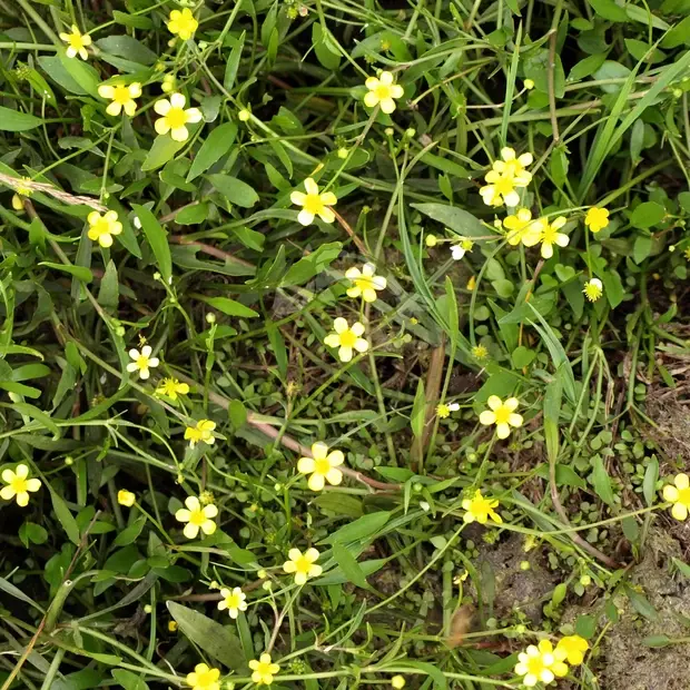 Prvosienka plamienková - Ranunculus flammula No. 53