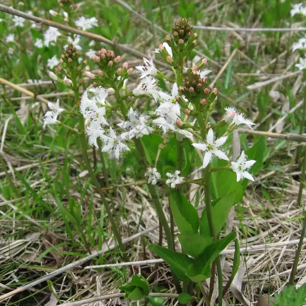 Menyanthes trifoliata - Vachta trojlistá