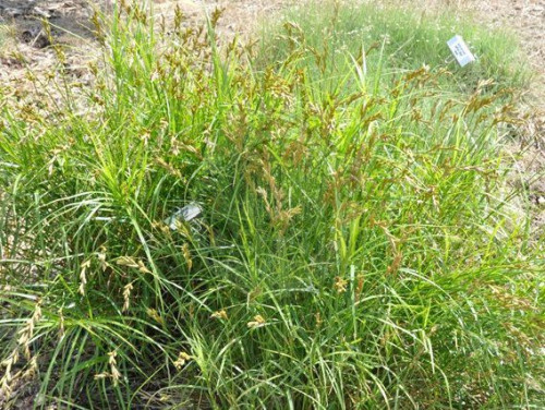 Ostrica muskingumenská - Carex muskingumensis