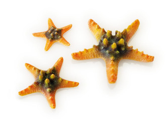 biOrb morské hviezdice set žltý
