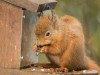Kŕmidlo pre veveričky - kovové