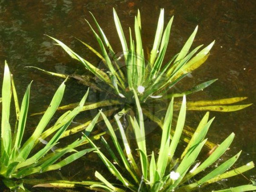 Rezavka aloovitá - Stratiotes aloides