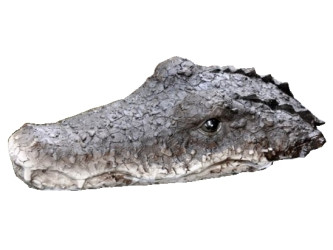 Plávajúce krokodília hlava