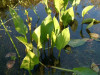 Žabník skorocelový - Alisma plantago