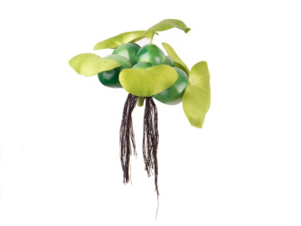  PondoHyacinth - imitácia hyacintu