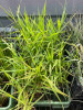 Chrastnica rákosovitá - Phalaris arundinacea
