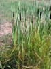 Pálka širokolistá -Typha latifolia