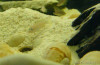 Akvarijný piesok - č.1 okrová jemná krupica / 3 kg balenie