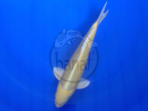 KOI kapor 13. Yamabuki 55 cm - vonkajšie jazierko
