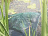Oase Aqua Humin - špeciálna prírodná rašelina
