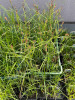 Ostrica ostrá - Carex acutiformis