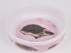 Miska pre ježkov - ružová