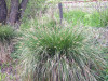 Ostrica metlinatá - Carex paniculata