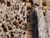Včielky samotárky - tehla z drevocementu