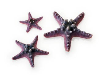 biOrb morské hviezdice set ružový
