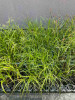 Ostrica muskingumenská - Carex muskingumensis