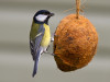 Vtáčie krmítko - kokos s múčnymi červami 200 g