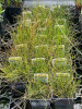 Praslička škripinovitá pobrežná - Equisetum scirpoides