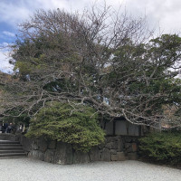 |6568| | Záhrady Kamakura