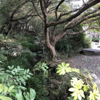 |6572| | Záhrady Kamakura