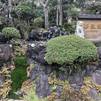 |6585| | Záhrady Kamakura