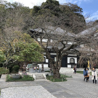 |6602| | Záhrady Kamakura