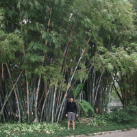 |1286|Nádherný bambus | Fotoreportáž z Číny