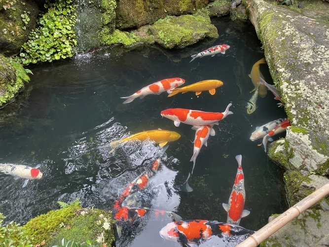 Koi