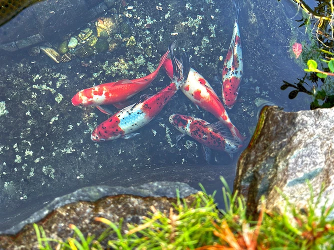 Karas zlatý - Carassius auratus