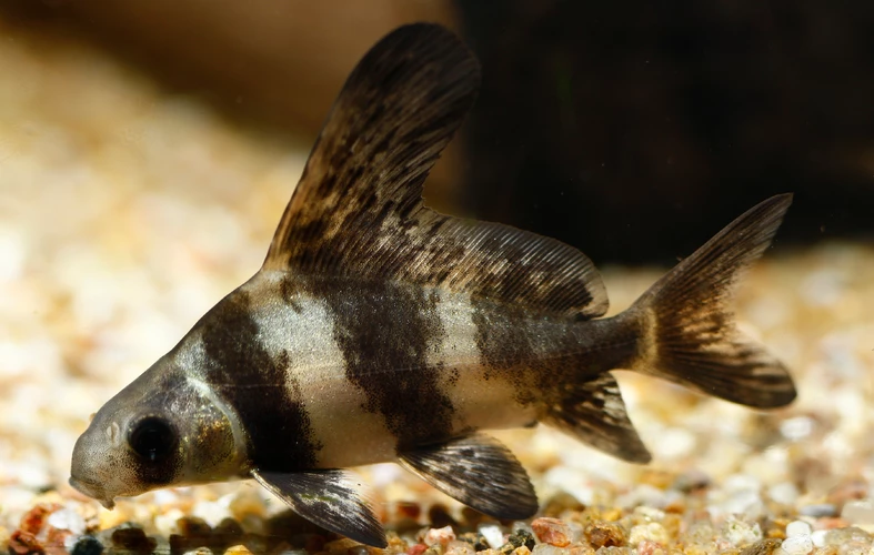 Rezatka čínska (Myxocyprinus asiaticus)